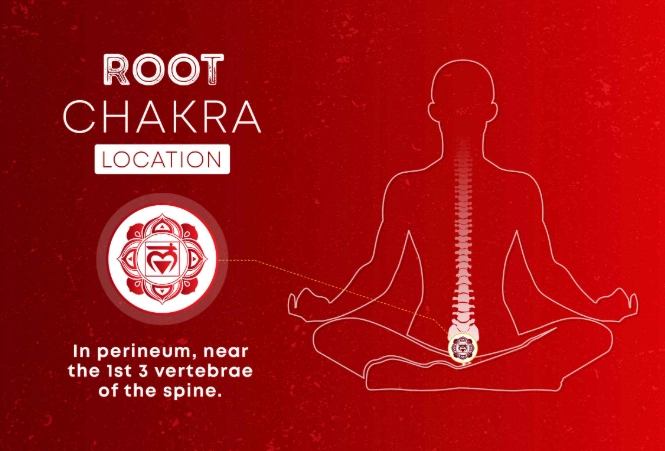 Root chakra location female
