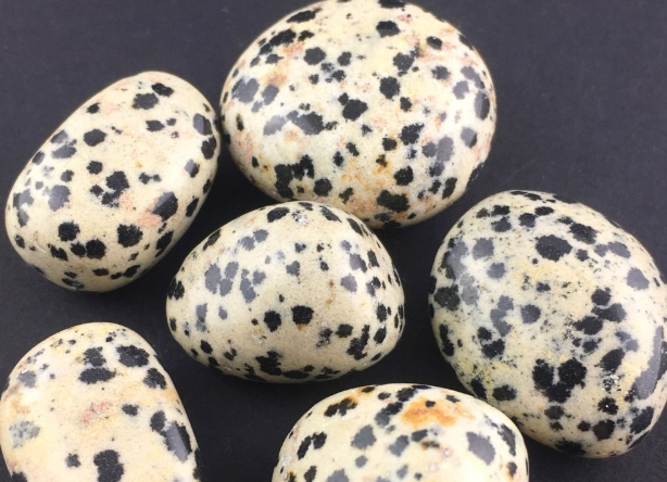 dalmatian jasper