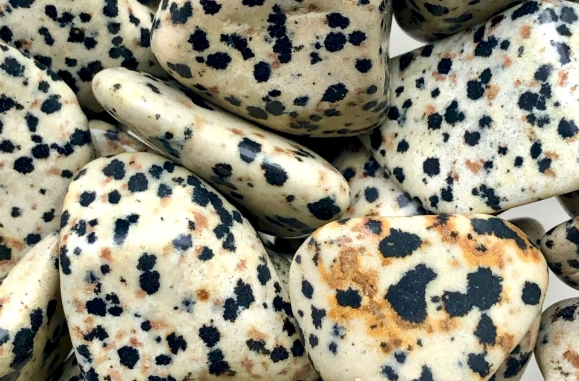 how to use dalmation jasper