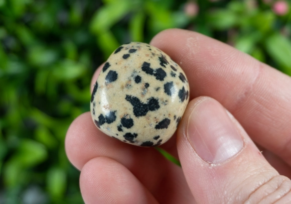 dalmation jasper meaning