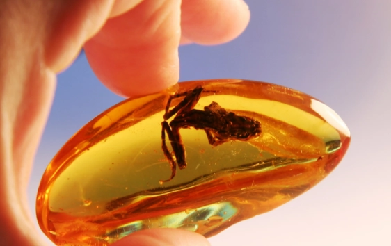 what is amber stone good for