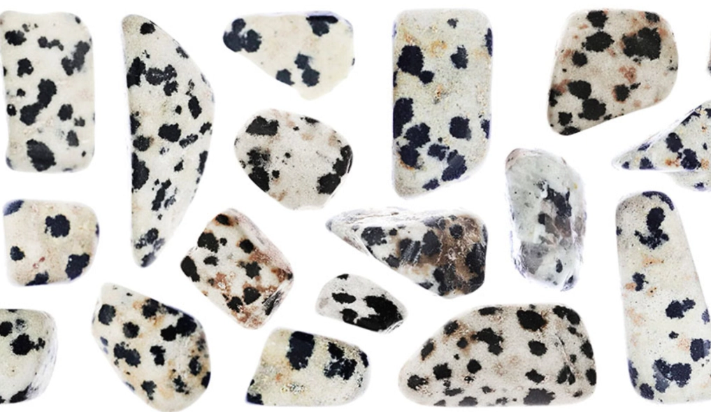Dalmatian Jasper root chakra